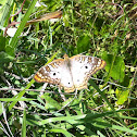 White Peacock