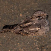 Eurasian Nightjar