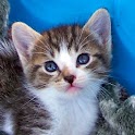 Awkward Kitten logo