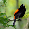 Cherrie's Tanager