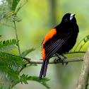 Cherrie's Tanager