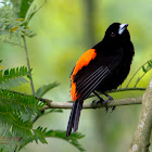 Cherrie's Tanager