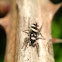 Zebra Spider