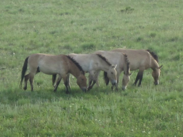 Takhi or Mongolian Wild Horse