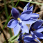 Spotted Sun-orchid