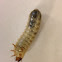 Japanese beetle larva