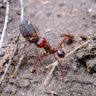 Red Ants