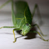 Greater Angle-wing katydid