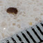 Bracket Fungi Deathwatch Beetle