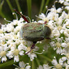 Hoplia argentea