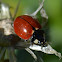 California Ladybeetle