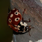 Eye-spotted Lady Beetle