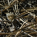 Common checkered skipper