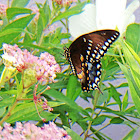 Spicebush Swallowtail male