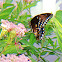 Spicebush Swallowtail male