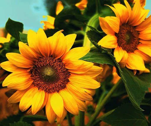 3D Sunflower