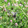 A Zebra Swallowtail butterfly