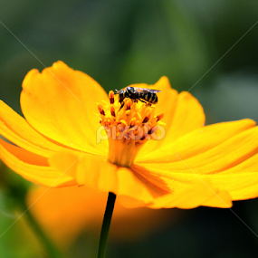 Flower + Bee = Sweet Honey by Christian Lukman - Flowers Flowers in the Wild