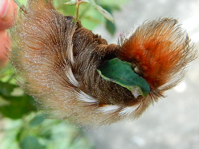 Megalopygid Moth Caterpillar
