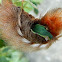 Megalopygid Moth Caterpillar