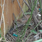 Bewick's Wren