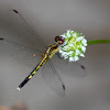 Little Blue Dragonlet Dragonfly (female)