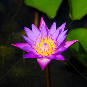 Purple Lili_II by Shadat Hossain - Flowers Single Flower