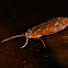 Caddis Fly