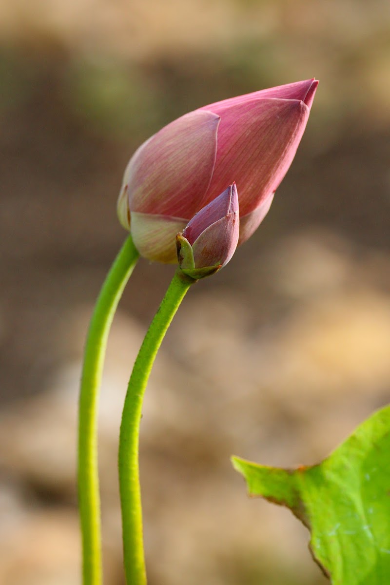 Lotus Flower (from bud to open flower) Project Noah