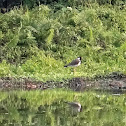 Red-wattled Lapwing