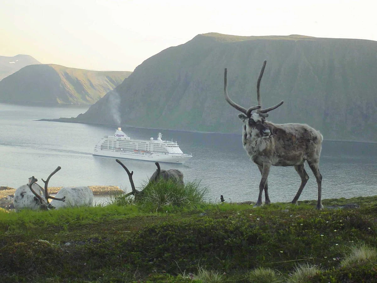 Regent-Seven-Seas-Voyager-Norway - Sail to Norway on board Seven Seas Voyager and discover the local wildlife playing reindeer games.