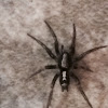 Eastern Parson Spider