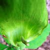 Five-leaved Jack-in-the-pulpit