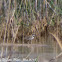 Little Ringed Plover; Chorlitejo Chico