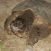 common snapping turtle