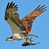 Osprey by Steven Liffmann -  