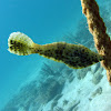 Srawled Filefish (juvenile)