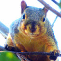 Fox Squirrel