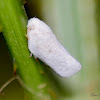 White plant hoopper