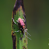 Leaf Beetle - Mandelinka rákosníček