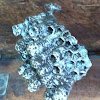 Bee nest