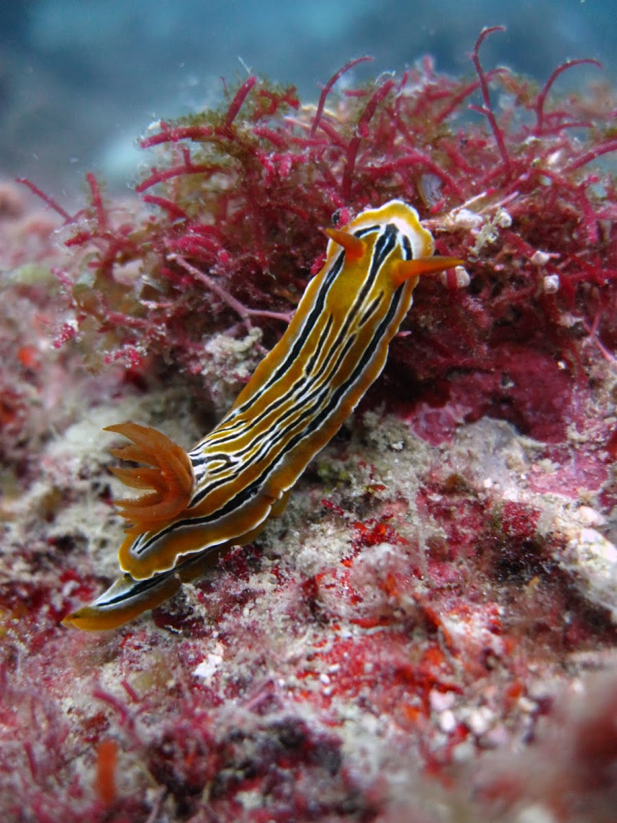 Nudibranch: C.colemani