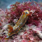 Nudibranch: C.colemani