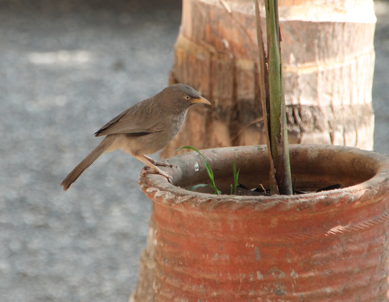 Jungle, Yellow beak Babbler