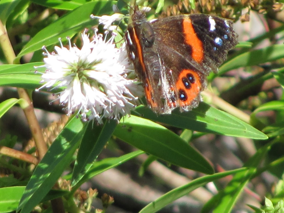 New Zealand Red Admiral