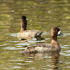 Lesser Scaup