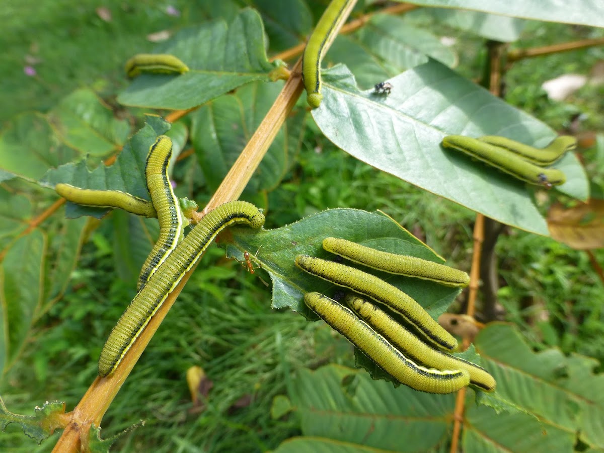 Oriental Mottled Emigrant caterpillar