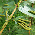 Oriental Mottled Emigrant caterpillar