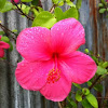 Hibiscus / Gumamela/ China Rose/ shoe flower
