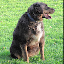 Golden retriever, Australian Shepherd mix